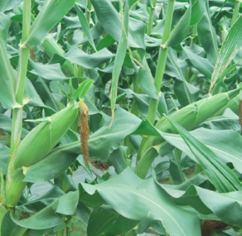 春季冷害对玉米生长发育的影响